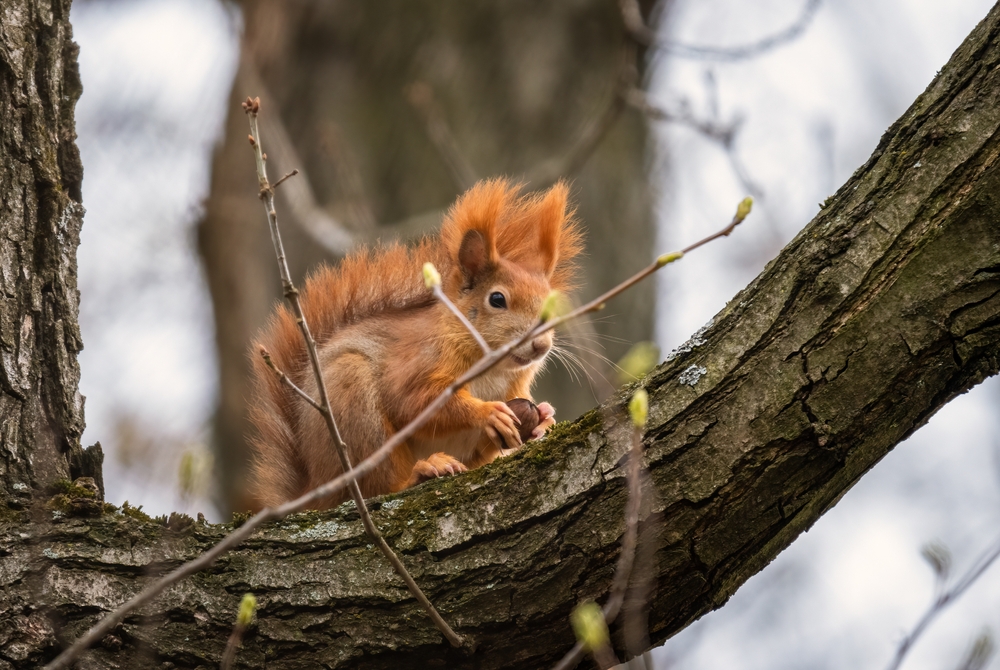 Tuinieren voor dieren
