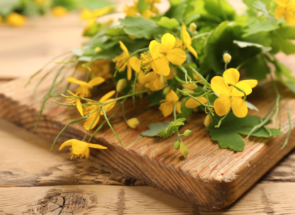 Sint Janskruid zaden